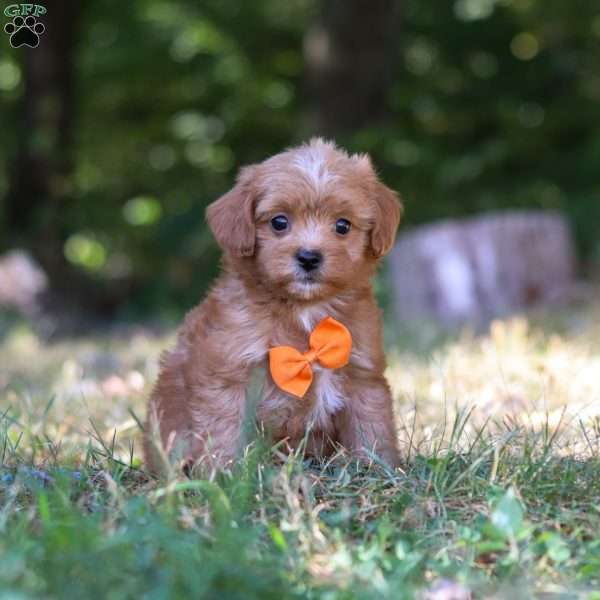 Wesley, Cavapoo Puppy